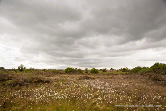 Bog cotton in an Irish bog on an overcast day