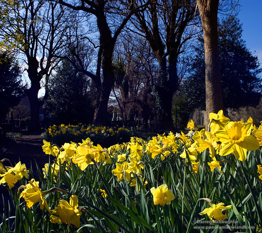 Daffodil Day in Ireland