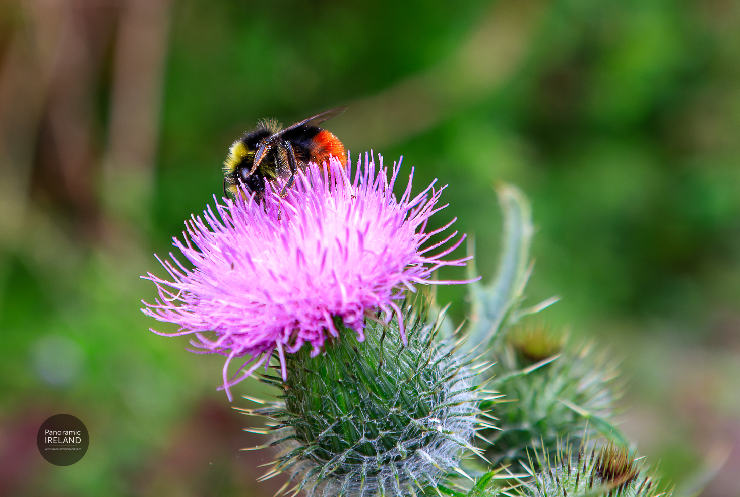 Red-tailed bumblebee, Bombus lapidarius on thistle flower in Ireland, Summer 2022 Red-tailed bumblebee, Bombus lapidarius on thistle flower in Ireland, Summer 2022