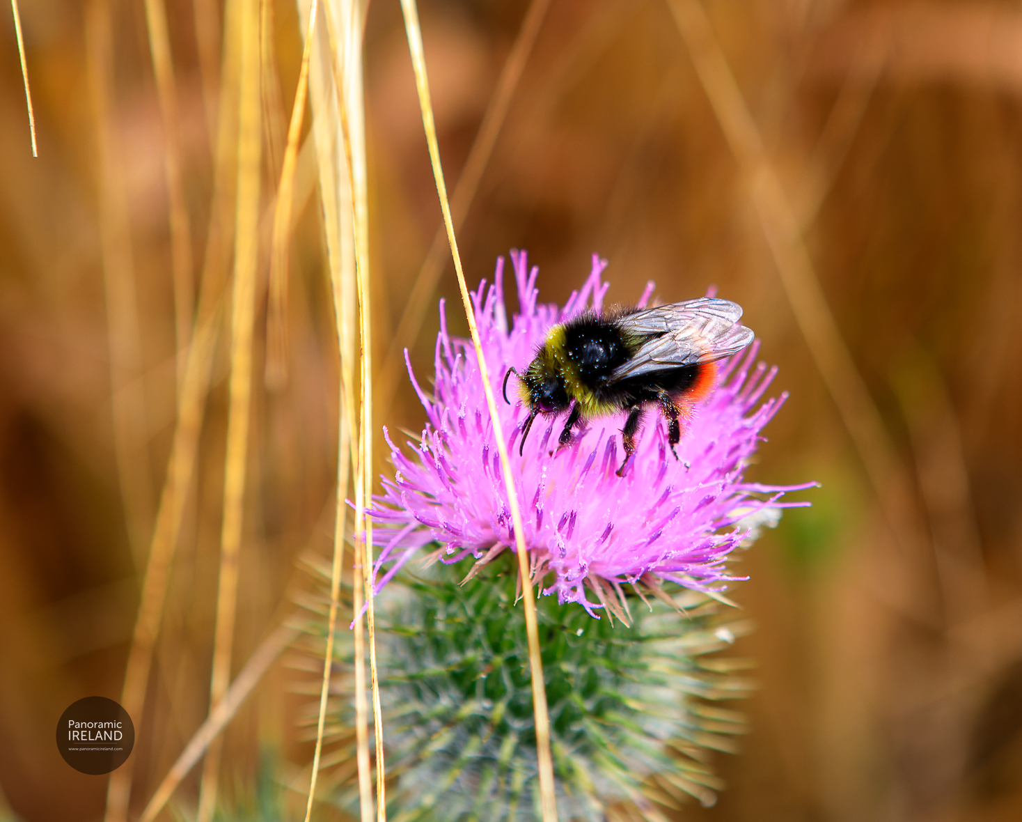 Red-tailed bumblebee, Bombus lapidarius on thistle flower in Ireland, Summer 2022 Red-tailed bumblebee, Bombus lapidarius on thistle flower in Ireland, Summer 2022