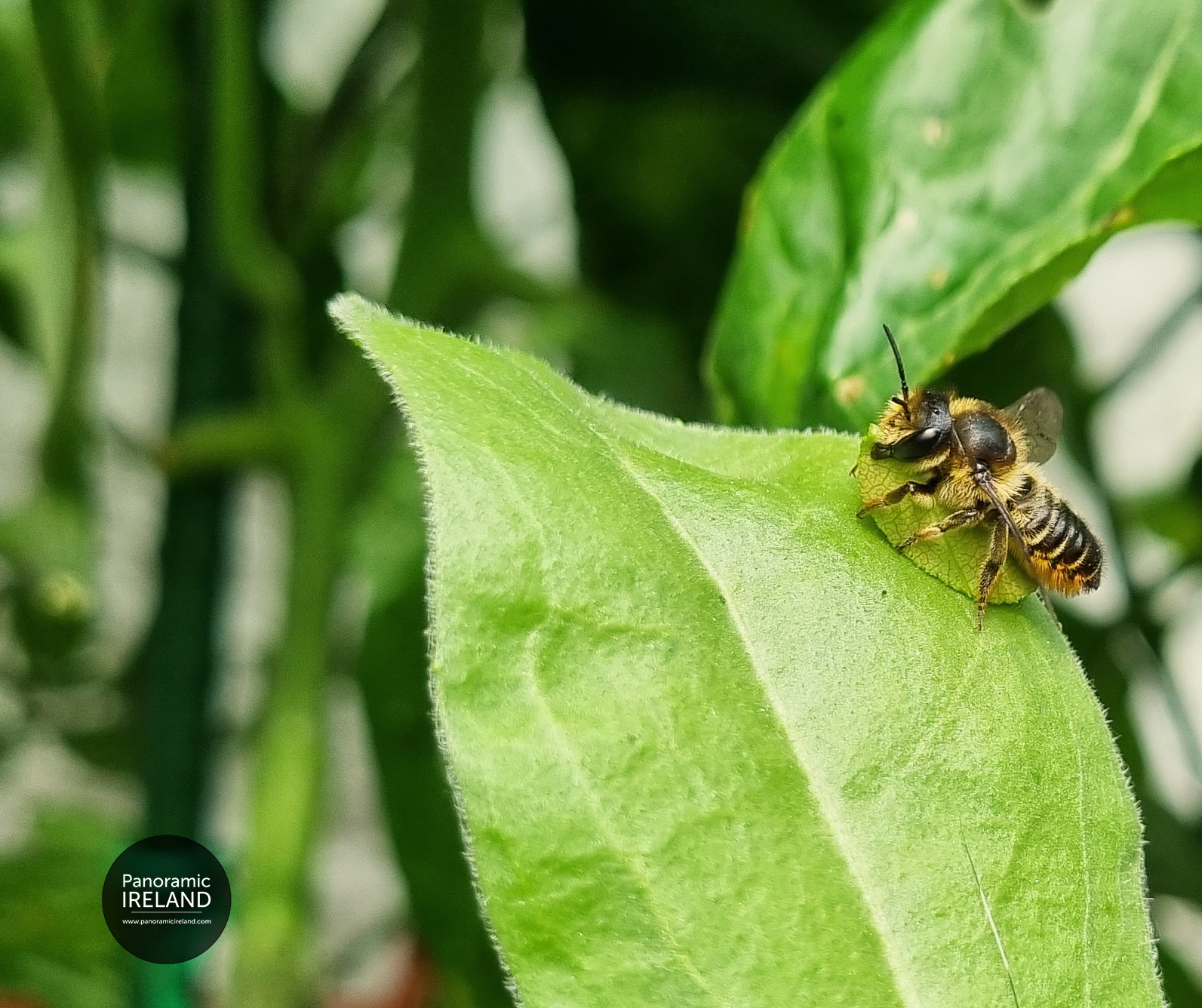 Leafcutter bee, Megachile, with cut leaf Leafcutter bee, Megachile, with cut leaf