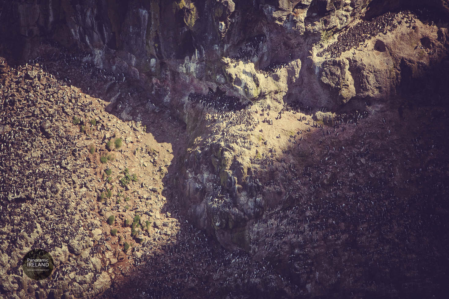 Guillemots Gathered in their Masses Guillemots Gathered in their Masses