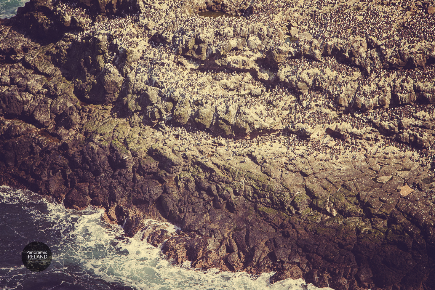 Guillemots Gathered in their Masses Guillemots Gathered in their Masses