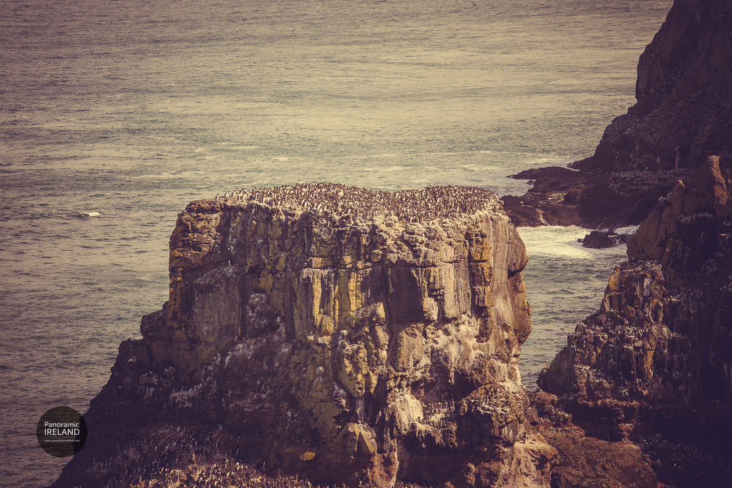 Guillemots Gathered in their Masses Guillemots Gathered in their Masses