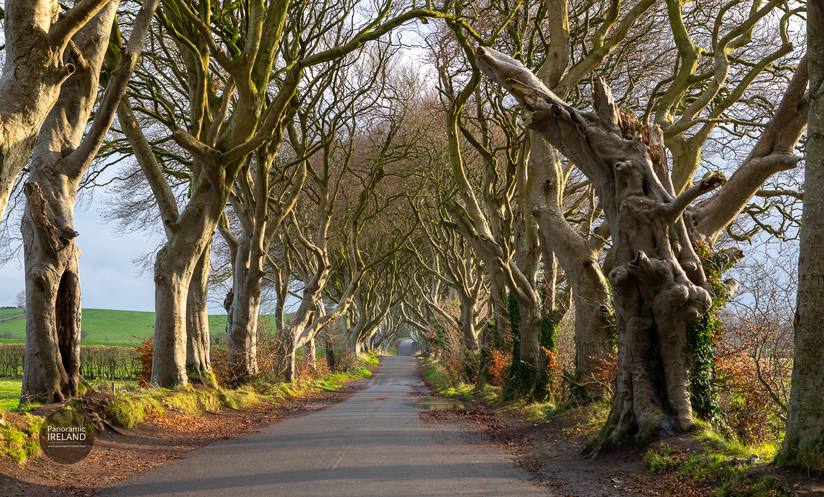 Dark Hedges with Damaged Trees Dark Hedges with Damaged Trees