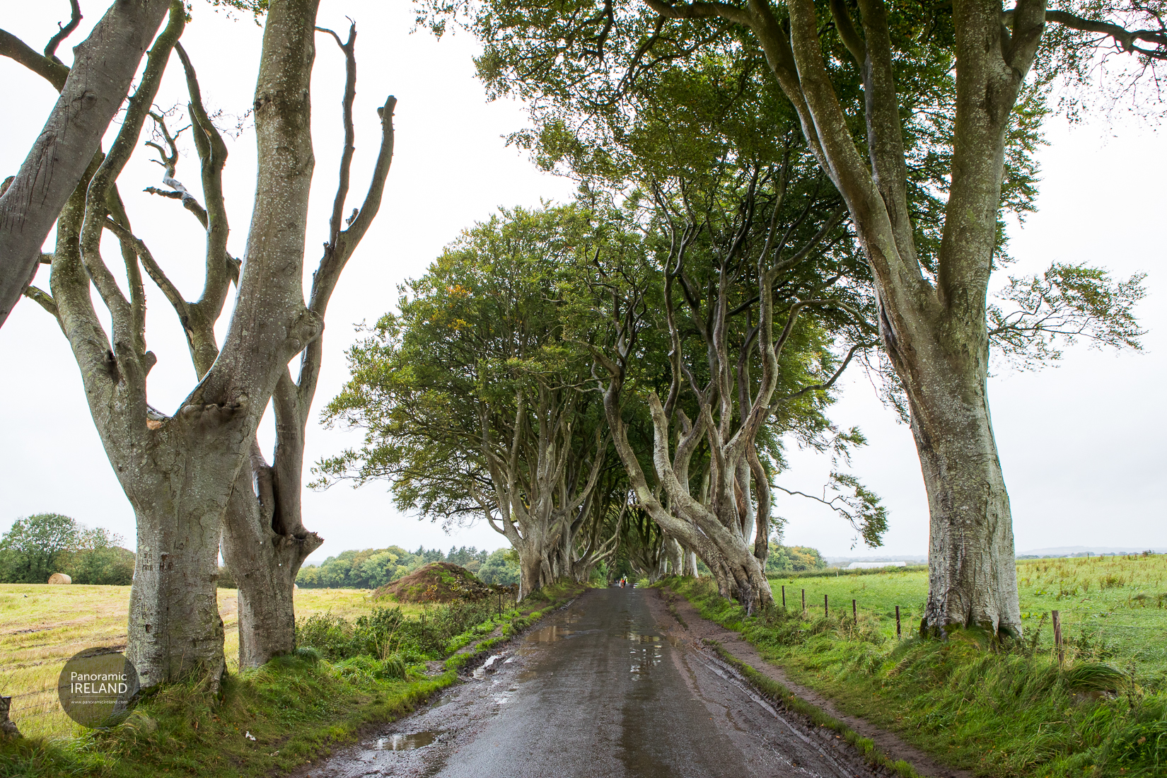 Large Gaps at the Dark Hedges Large Gaps at the Dark Hedges