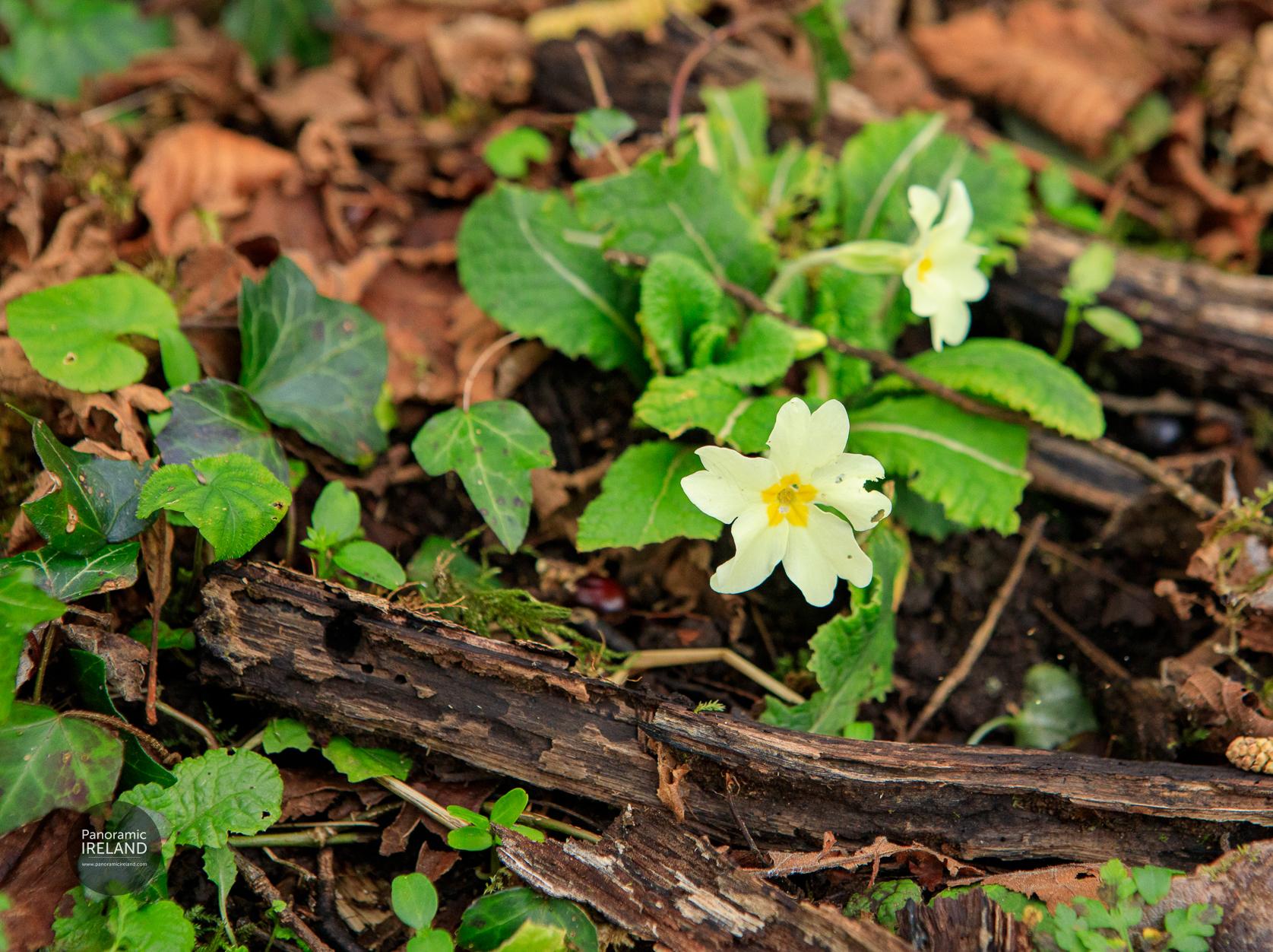 Primrose (Primula vulgaris) in a natural Irish woodland in February. Known as Sabhaircín in Irish. Primrose (Primula vulgaris) in a natural Irish woodland in February. Known as Sabhaircín in Irish.