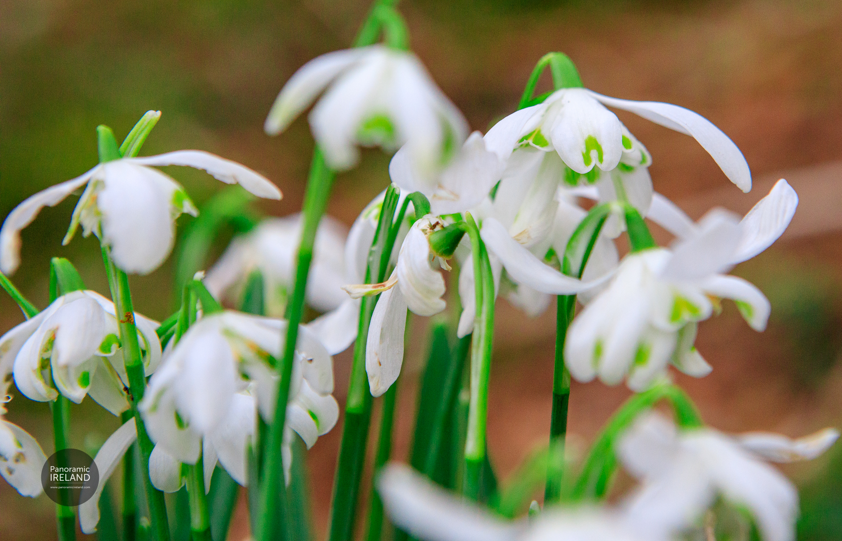 Snowdrops or pluirín sneachta in an Irish woodland in February. Snowdrops or pluirín sneachta in an Irish woodland in February.