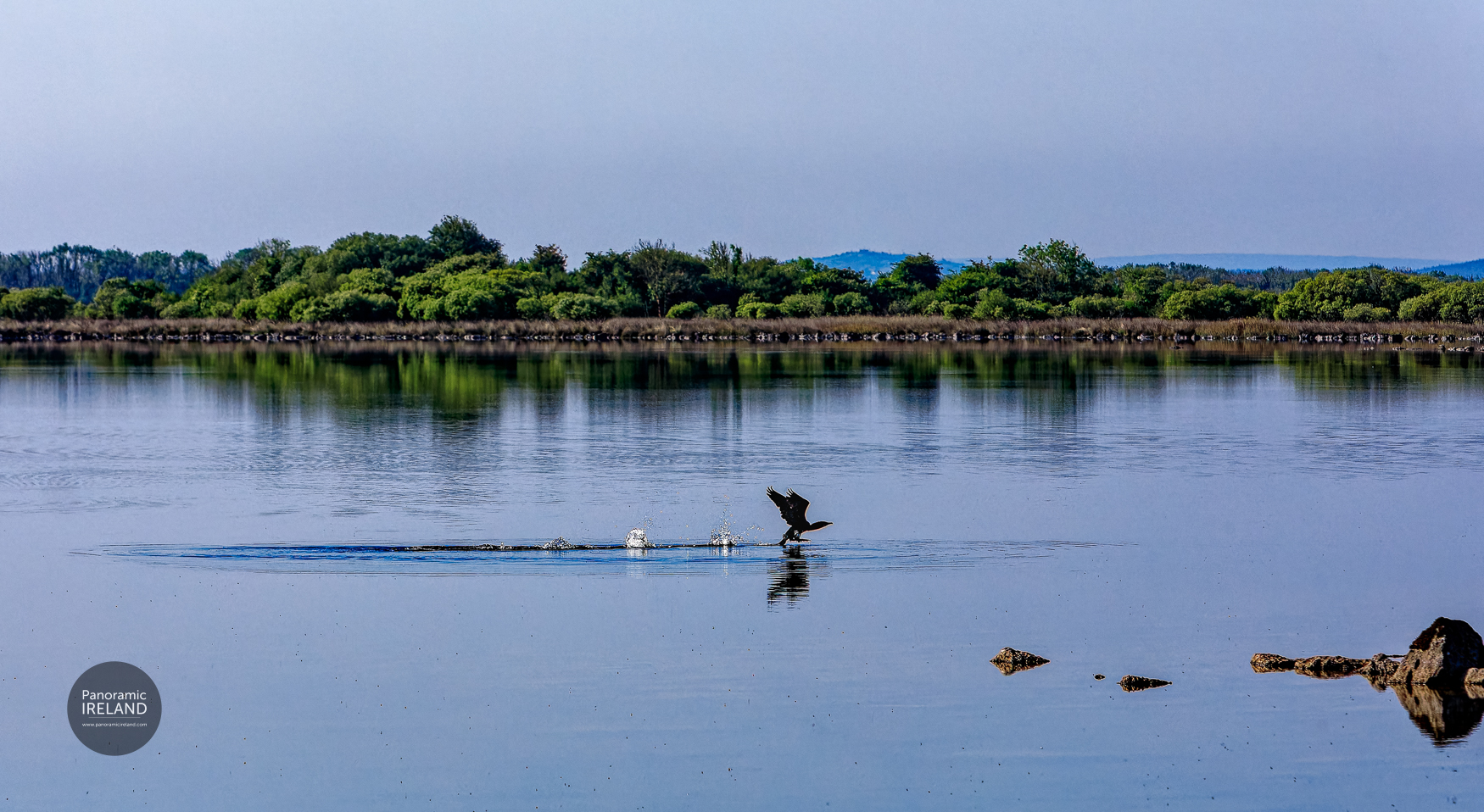 Cormorant taking off on a lake in Ireland, running on water Cormorant taking off on a lake in Ireland, running on water
