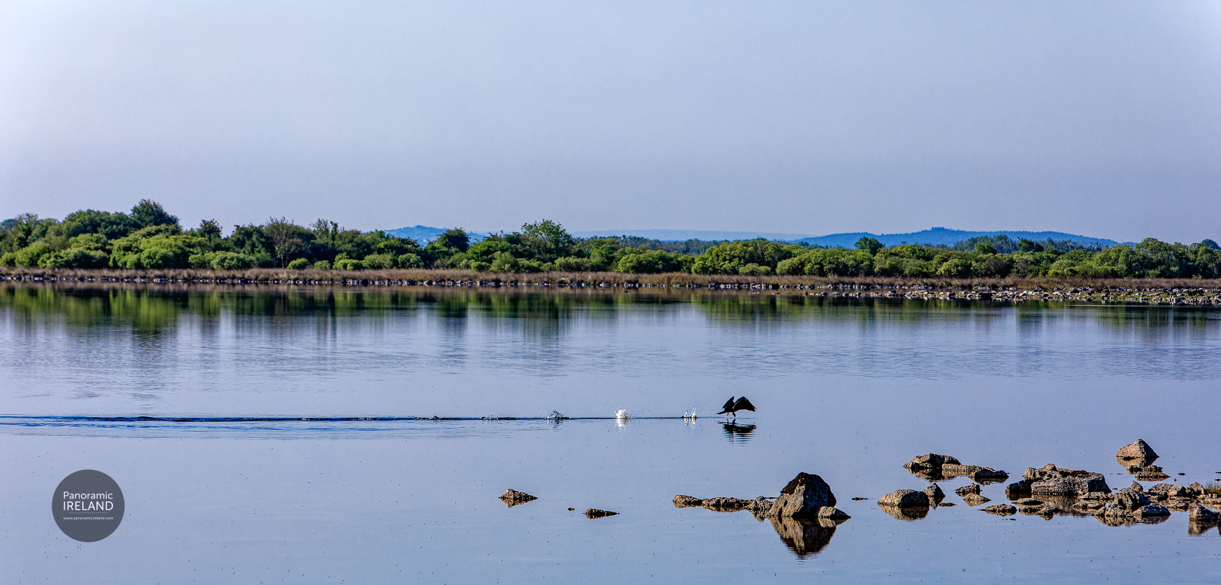 Cormorant taking off on a lake in Ireland, running on water Cormorant taking off on a lake in Ireland, running on water