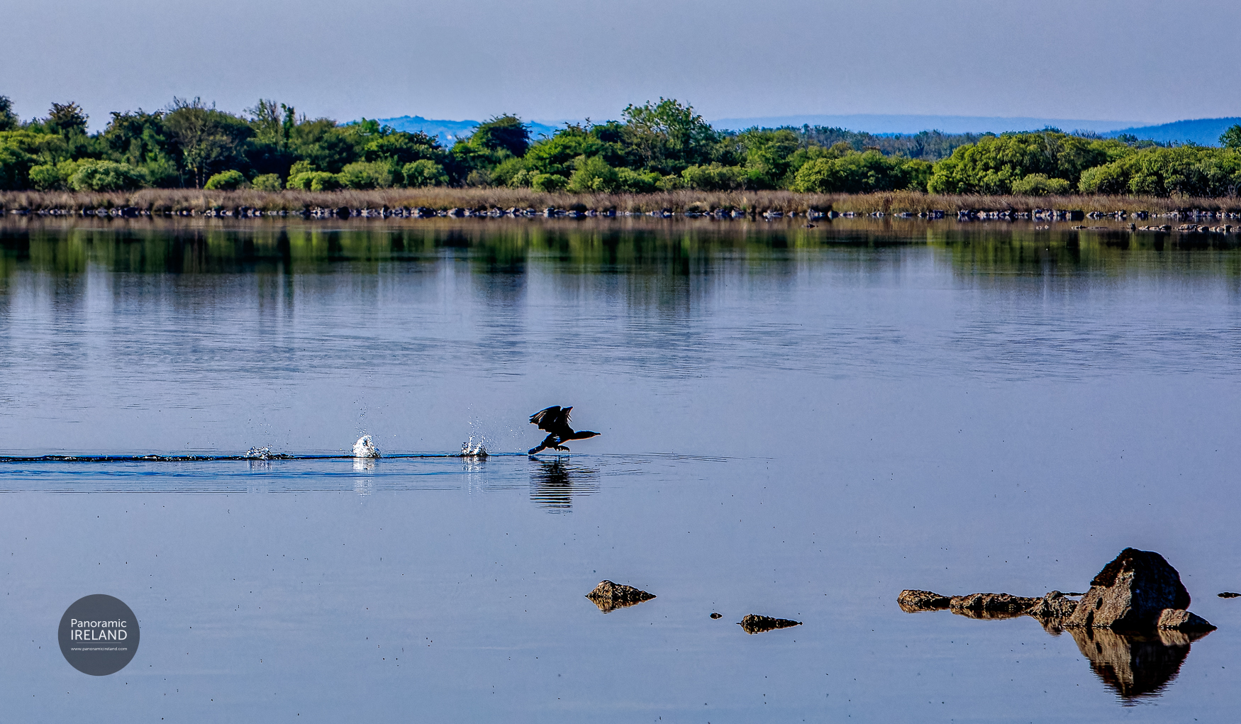 Cormorant taking off on a lake in Ireland, running on water - gaining speed Cormorant taking off on a lake in Ireland, running on water - almost airborne