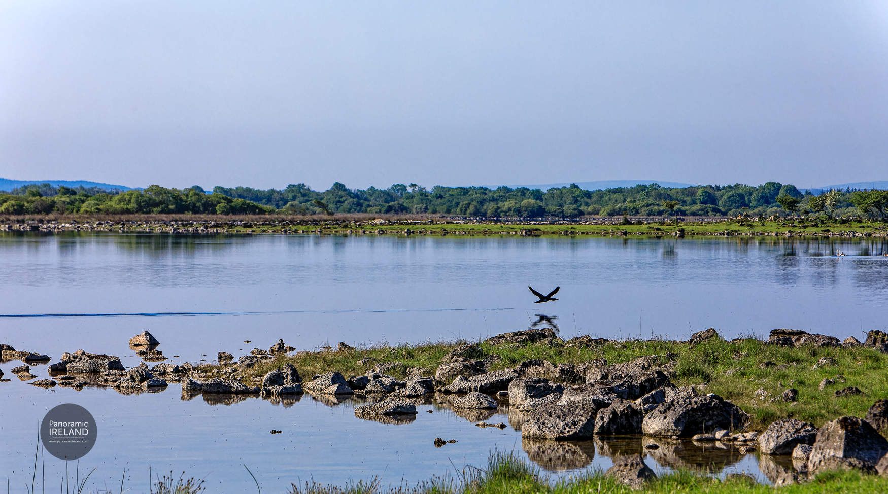 Cormorant airborne at the lake, Connemara Cormorant airborne at the lake, Connemara