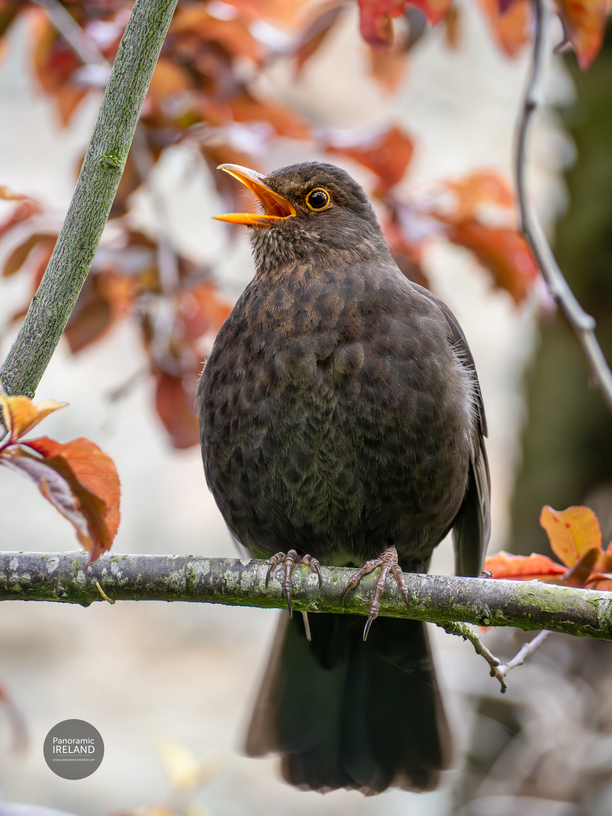 Eurasian Blackbird, Turdus merula or Lon Dubh