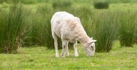 Recently shorn sheep in field in Wicklox, Ireland