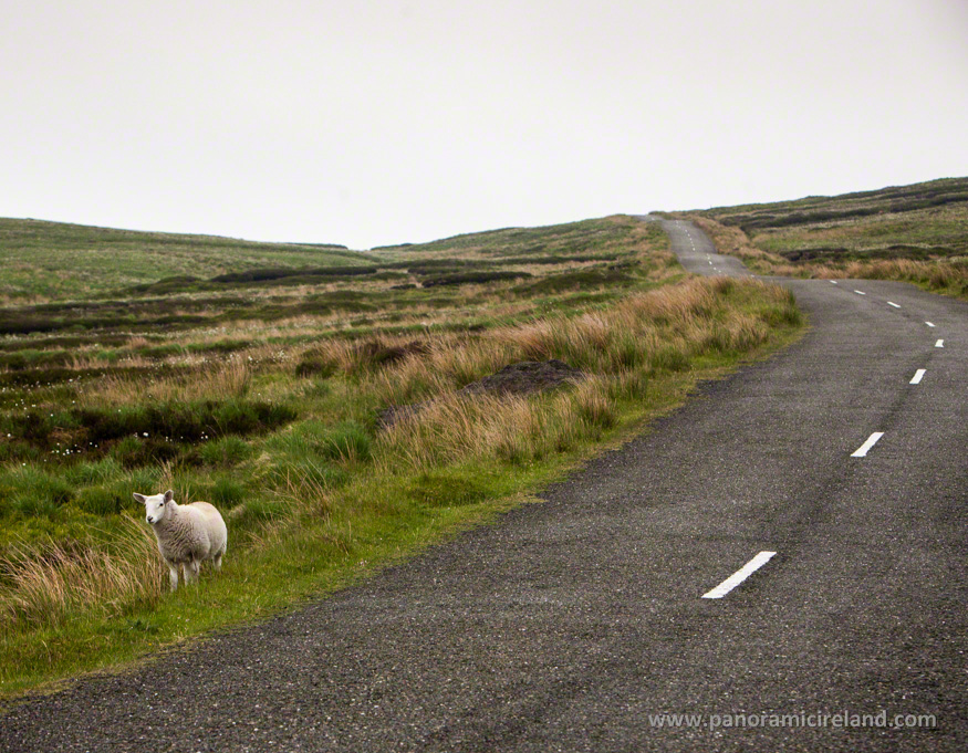 Wicklow Lamb by Roadside
