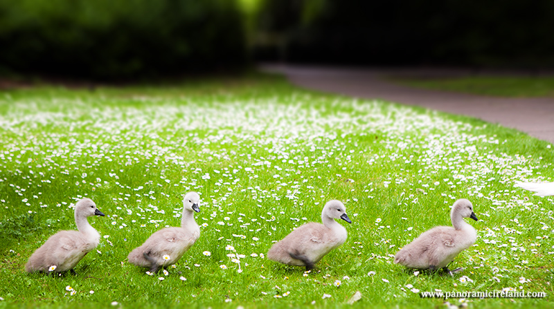 Cygnets on St. Stephen's Green, Dublin
