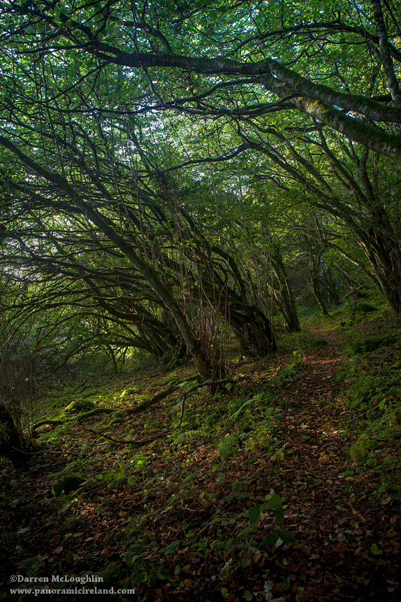 Ancient Woodlands of Ireland