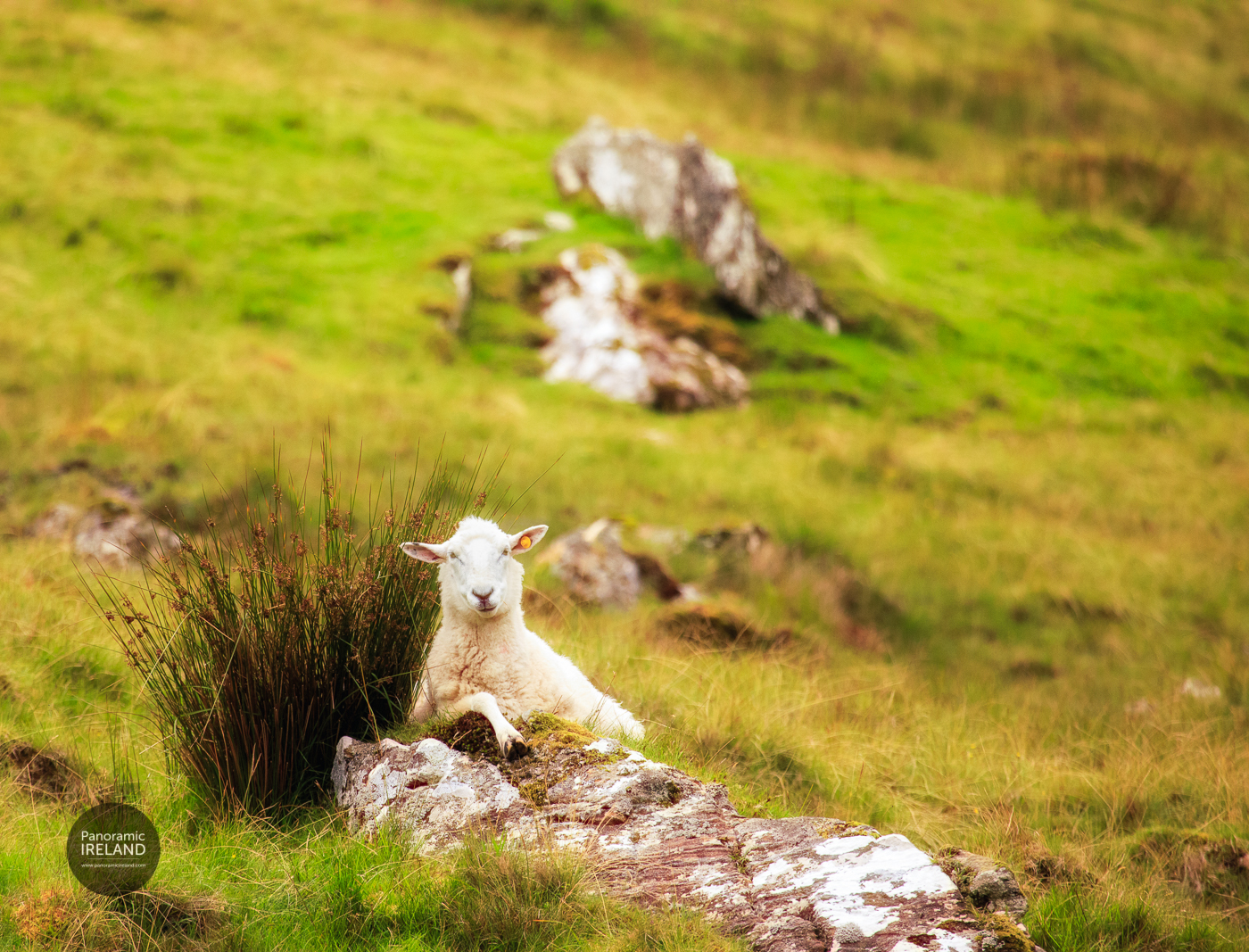 Sheep relaxing in Donegal's rugged mountains Sheep relaxing in Donegal's rugged mountains