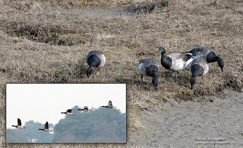 Pale-bellied Brent Goose in Ireland