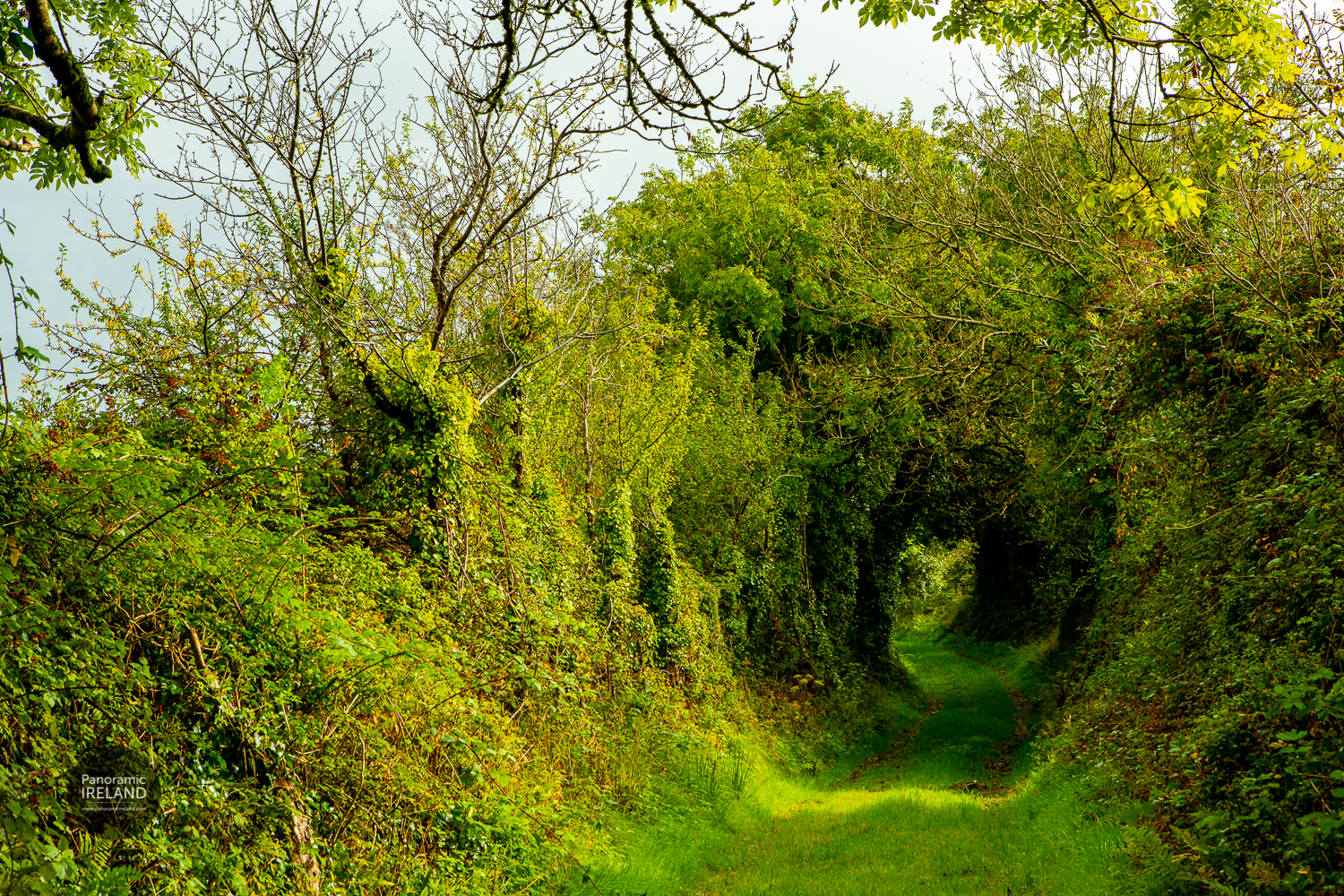 Green road or laneway in Ireland Green Road in Ireland