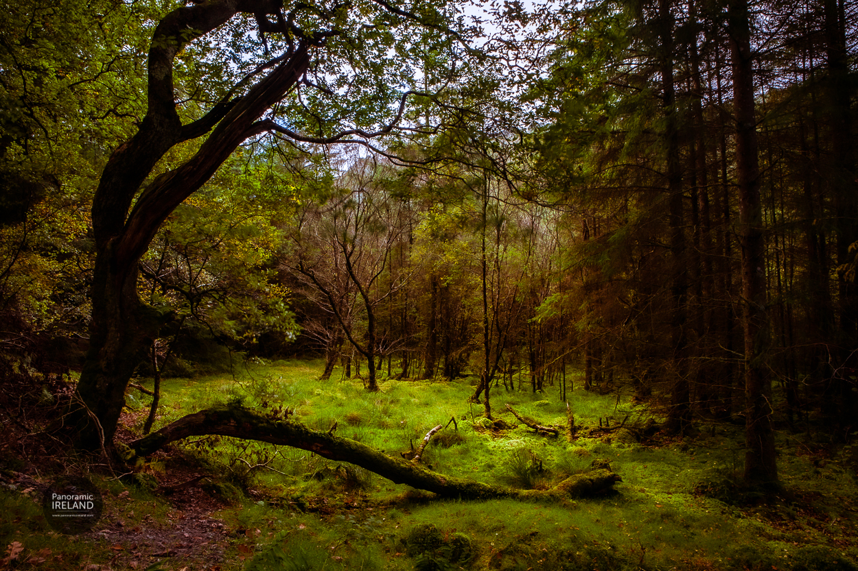 An Irish Woodland Scene An Irish Woodland Scene