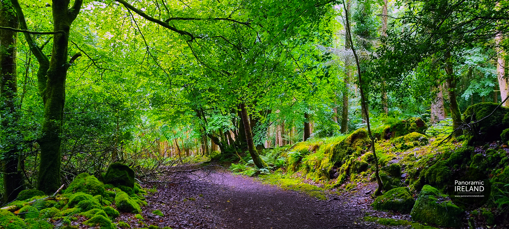The Enchanted Forest, lush woodland in summer in Ireland The Enchanted Forest, lush woodland in summer in Ireland