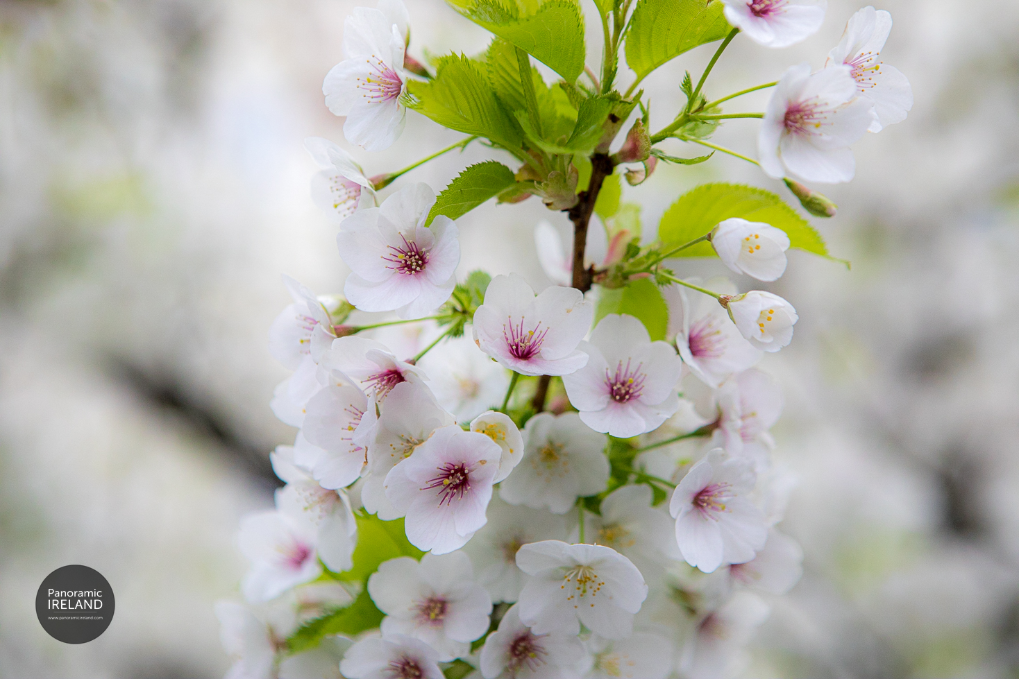 Ornamental cherry blossom in spring, Ireland Ornamental cherry blossom in spring, Ireland