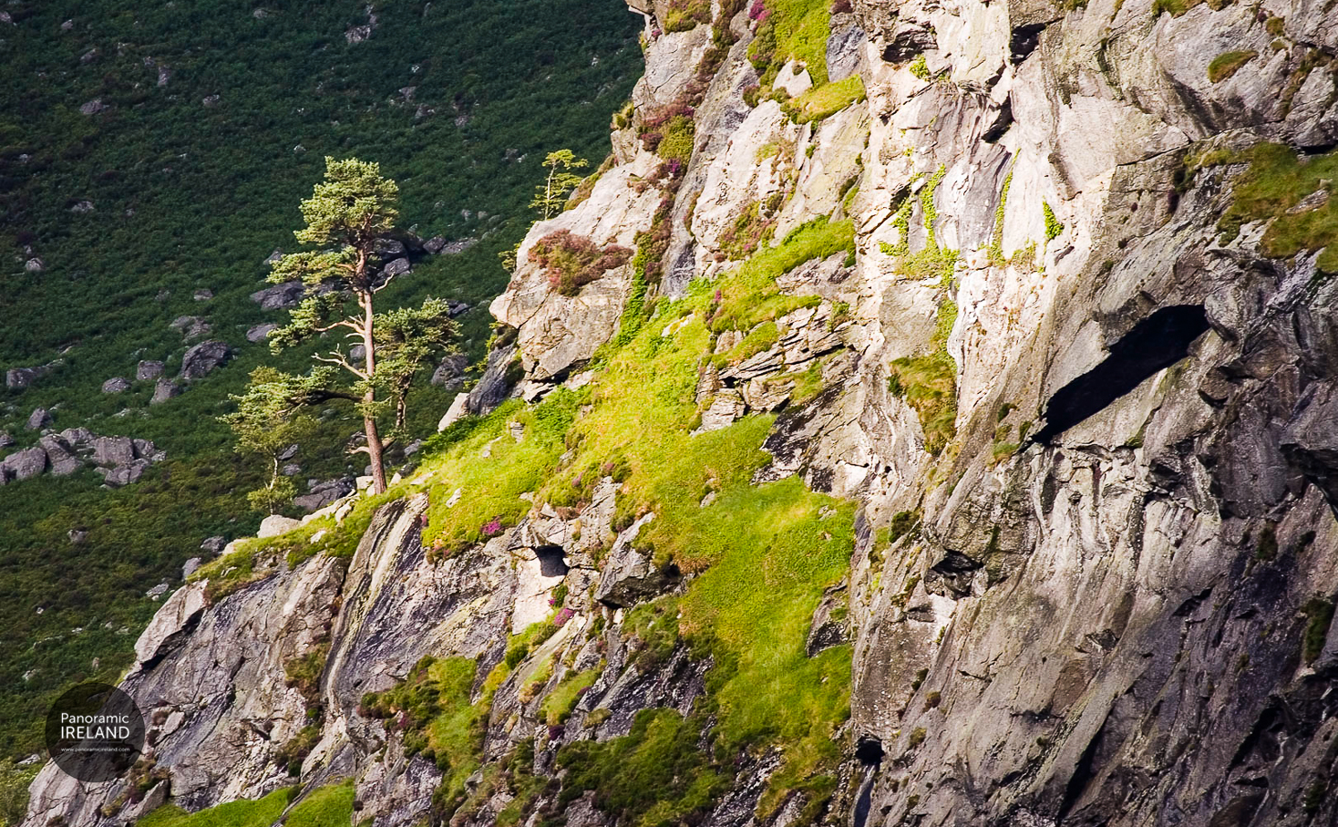 The Mighty Scots Pine The Mighty Scots Pine