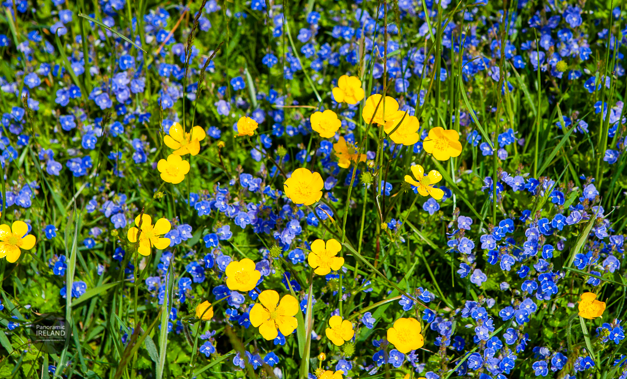 Buttercups and speedwell in the Irish spring Buttercups and speedwell in the Irish countryside