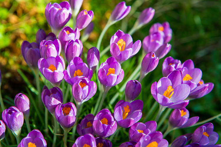 Colourful crocus flowers, Ireland Colourful crocus flowers, Ireland