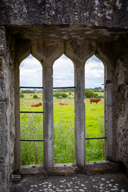 Three Brown Cows in the Friary Field Three Brown Cows in the Friary Field