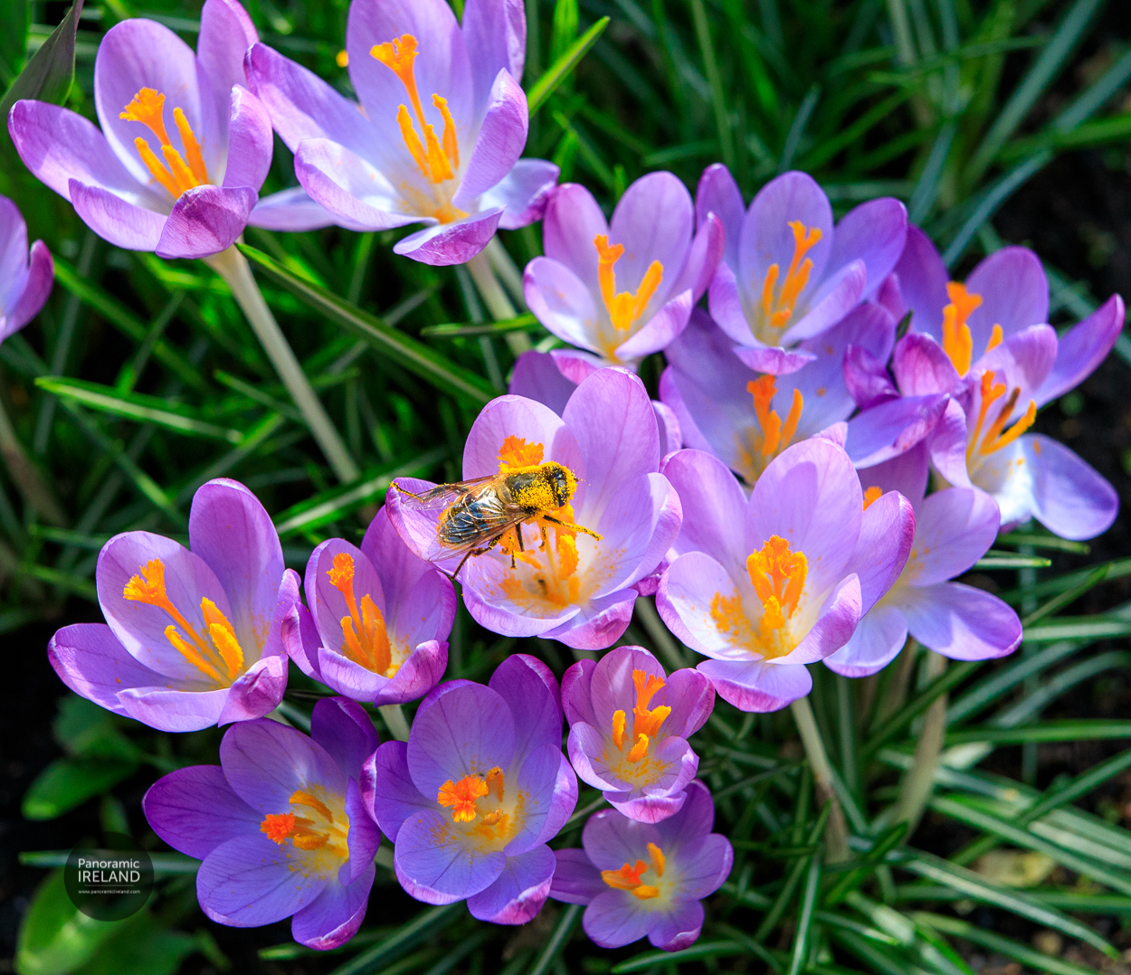 Irish native honeybee Apis mellifera mellifera laden with pollen on crocus in spring Irish native honeybee Apis mellifera mellifera laden with pollen on crocus in spring
