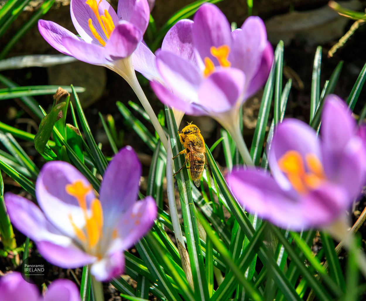 Irish native honeybee Apis mellifera mellifera laden with pollen on crocus leaf Irish native honeybee Apis mellifera mellifera laden with pollen on crocus leaf