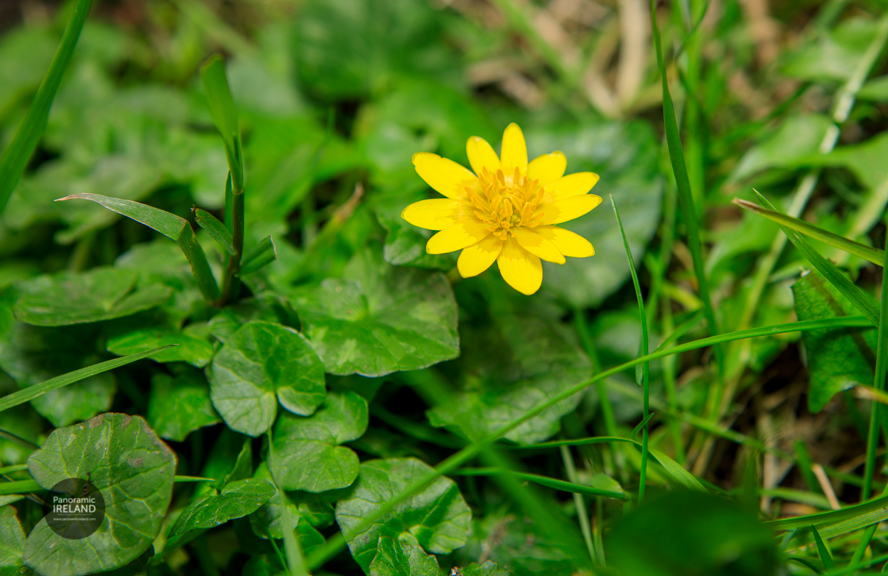 Yellow flowers of Lesser Celandine, Ficaria verna, in an Irish woodland in spring Yellow flowers of Lesser Celandine, Ficaria verna, in an Irish woodland in spring