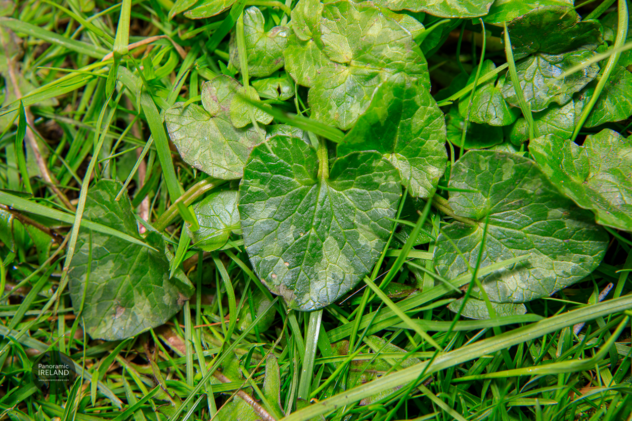 Lesser Celandine Ficaria verna heart-shaped leaves Lesser Celandine Ficaria verna heart-shaped leaves