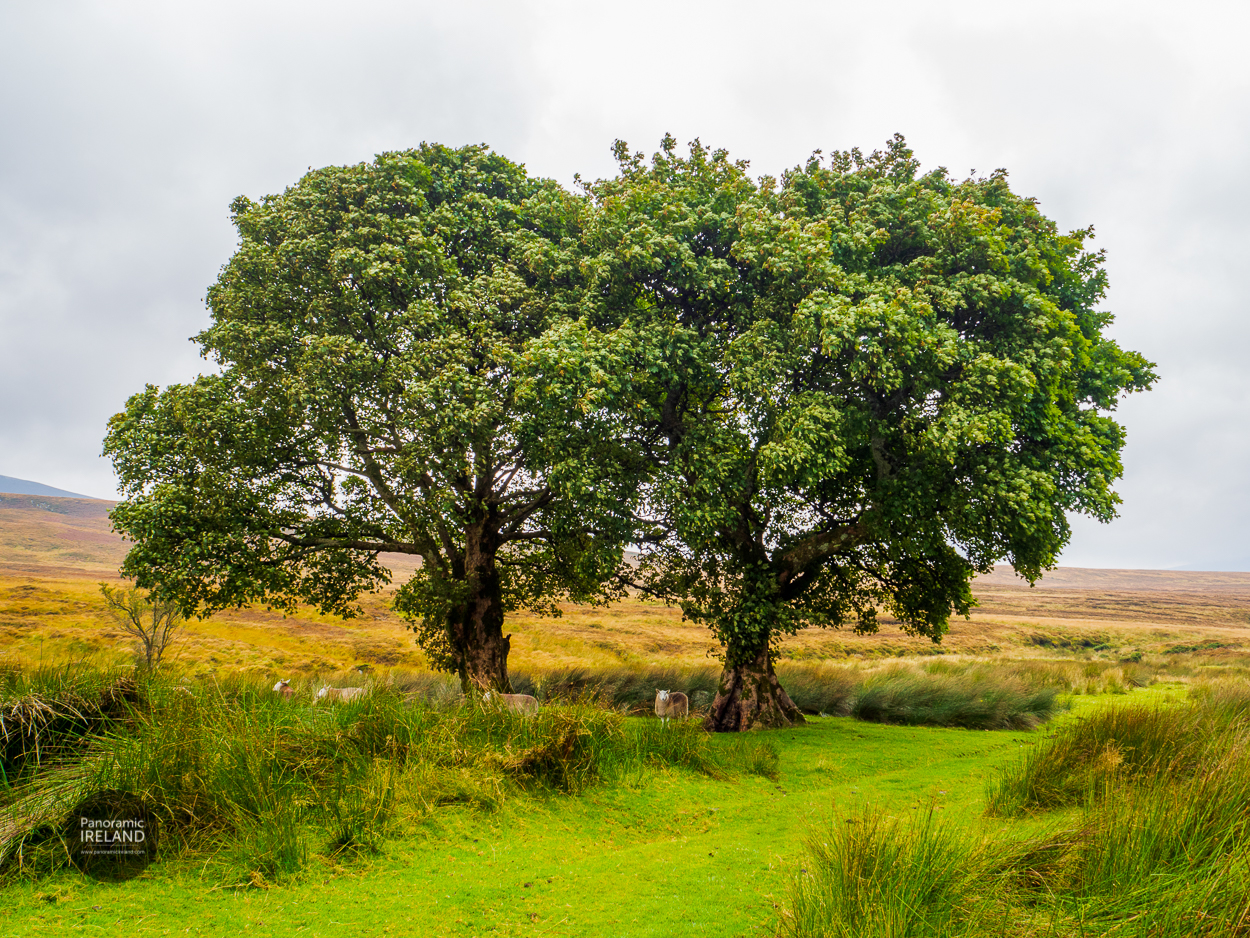 Sheep Seeking Shlter Sheep shelter under green trees in the Irish countryside