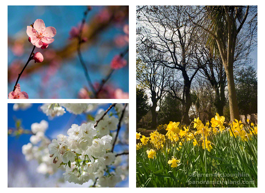 Colour in Springtime Ireland