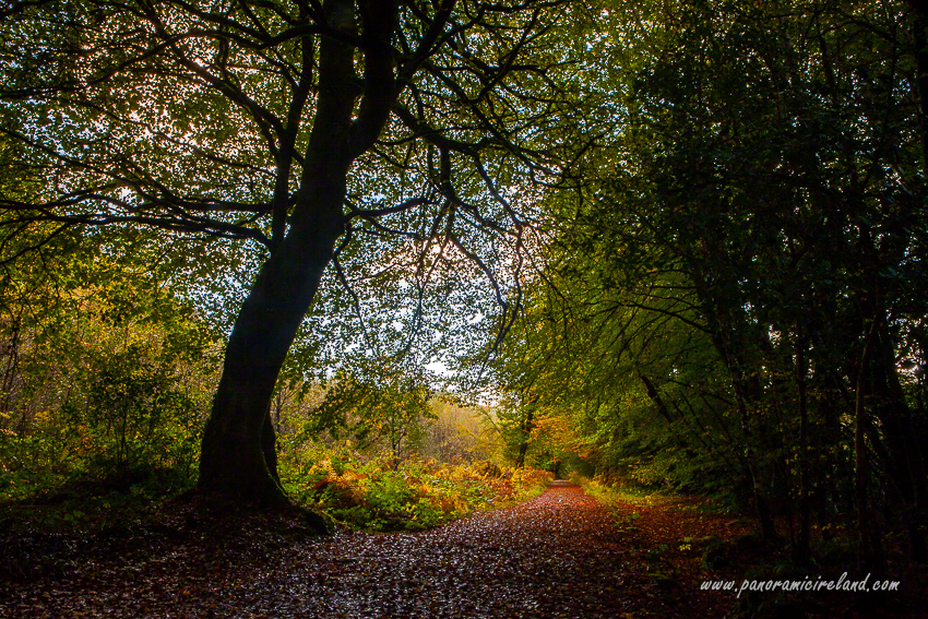 Woodland Scene from Co. Mayo. Ireland