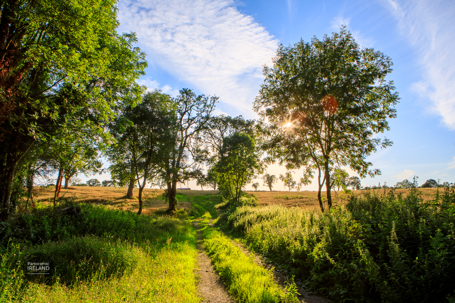 Rural Ireland, photographing the Irish countryside Rural Ireland, a farmland scene of lane, fields and trees with blue sky
