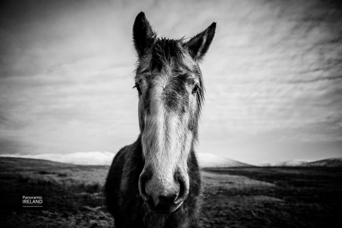 Pony posing in Ireland, black and white image