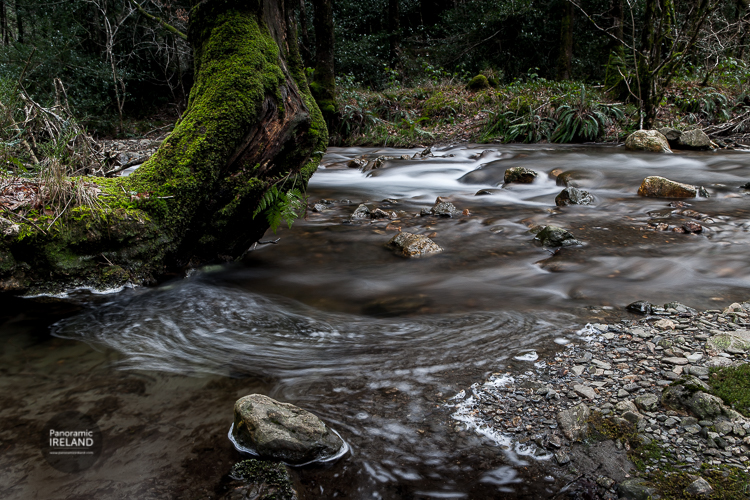 A Wicklow stream in winter, green and atmospheric