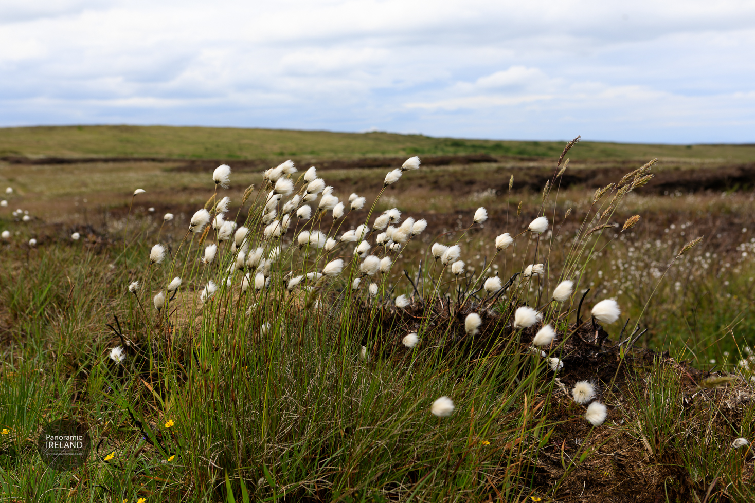 Bog cotton growing in an Irish peat bog - Eriophorum vaginatum Bog cotton growing in an Irish peat bog - Eriophorum vaginatum