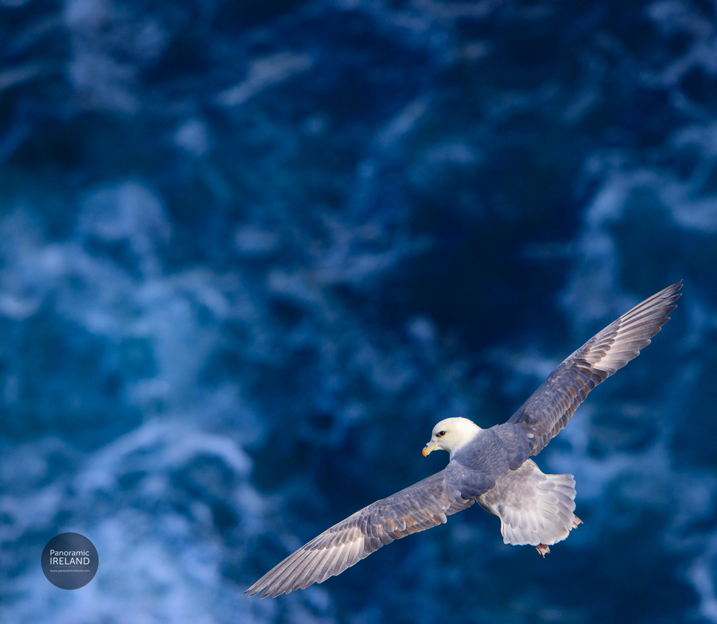 Fulmar in Flight, Ireland Fulmar in Flight, Ireland