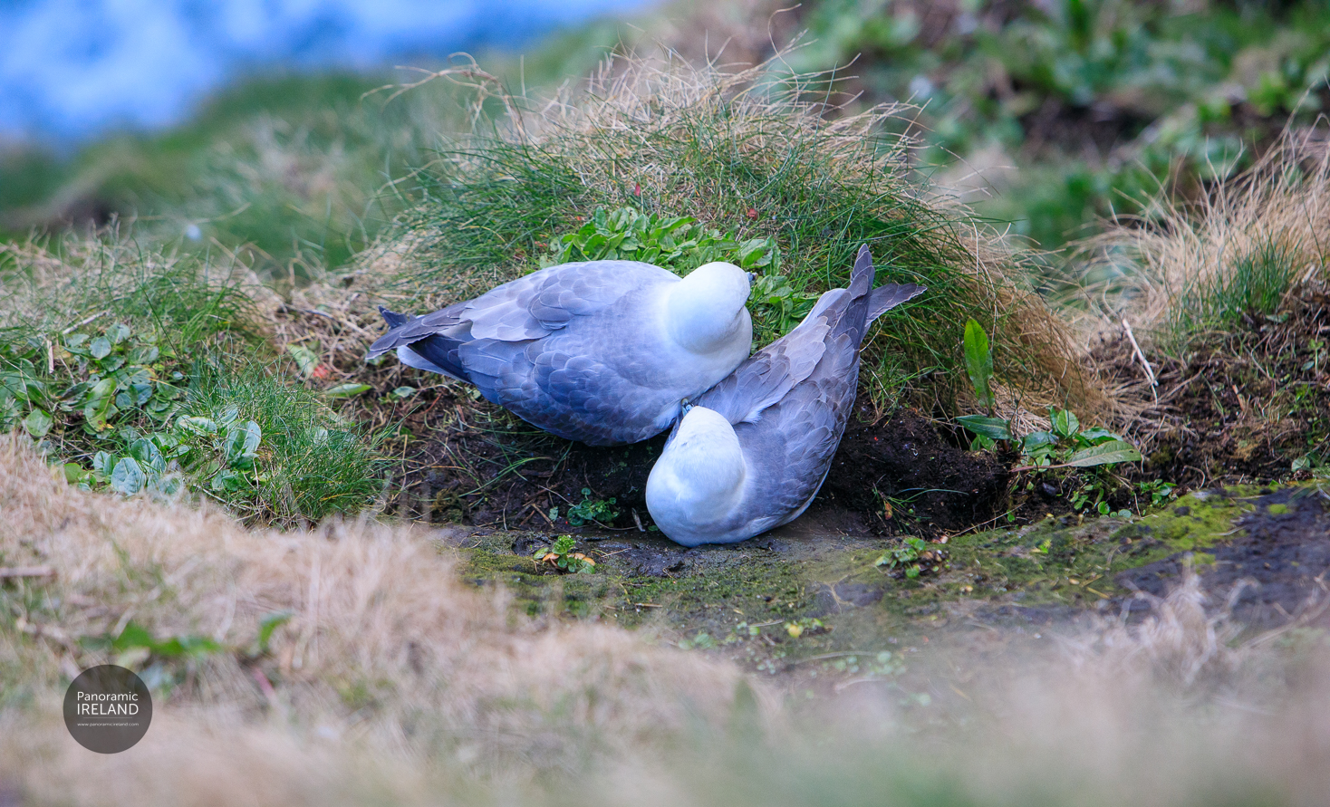 Fulmar Pair Nesting, Rathlin Island Fulmar Pair Nesting, Rathlin Island