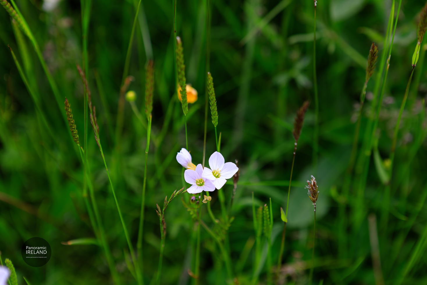 Cardamine pratensis or Cuckoo-flower grows in wet places, such as Irish peat bogs Cardamine pratensis or Cuckoo-flower grows in wet places, such as Irish peat bogs
