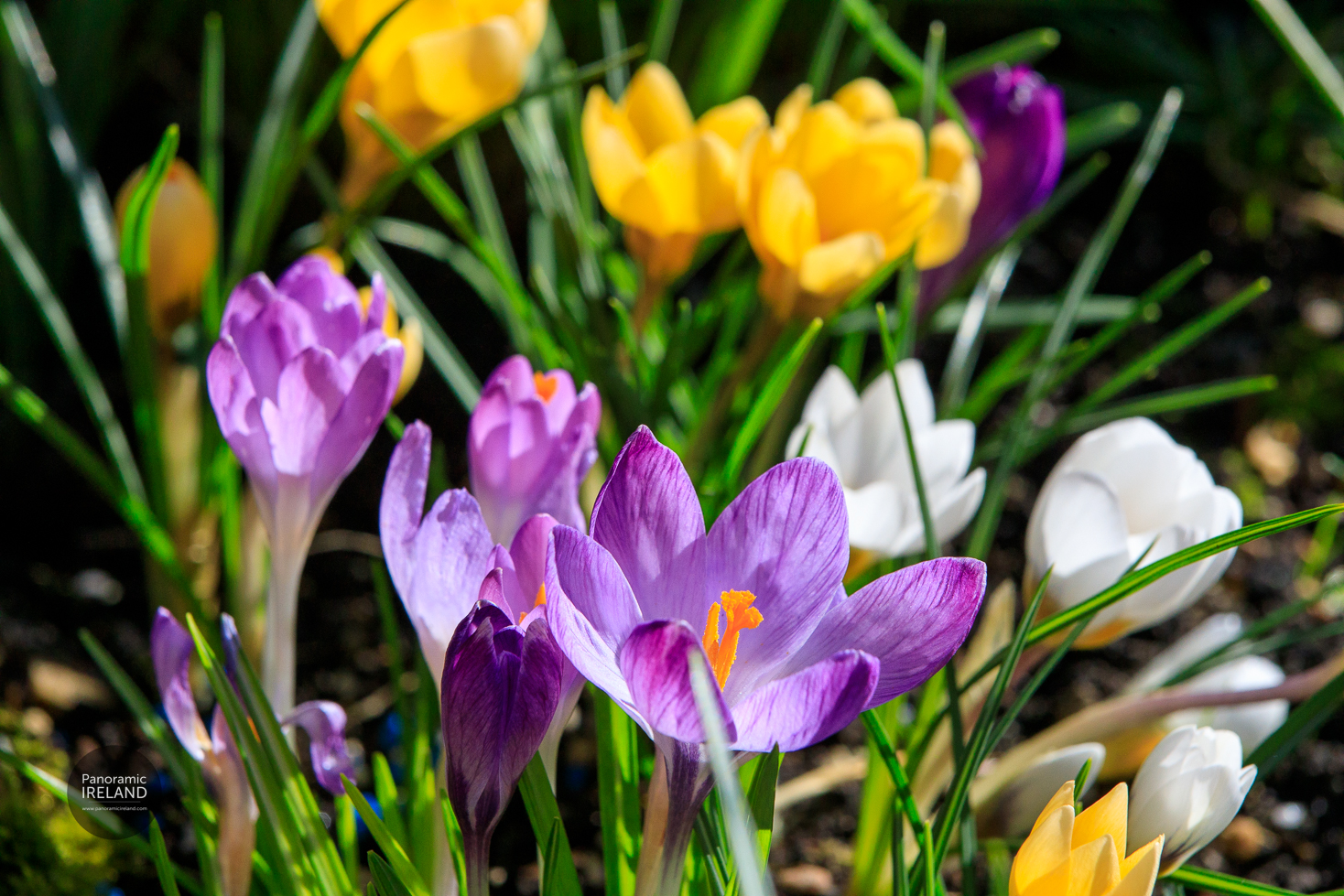 Crocus flowers in an Irish garden in spring. Crocus flowers in an Irish garden in spring.