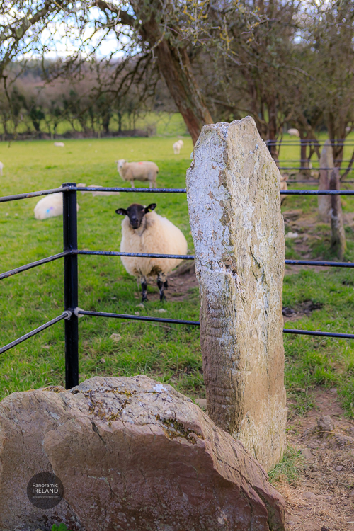 Sheep and Ogham Stone, Ireland Sheep and Ogham Stone, Ireland