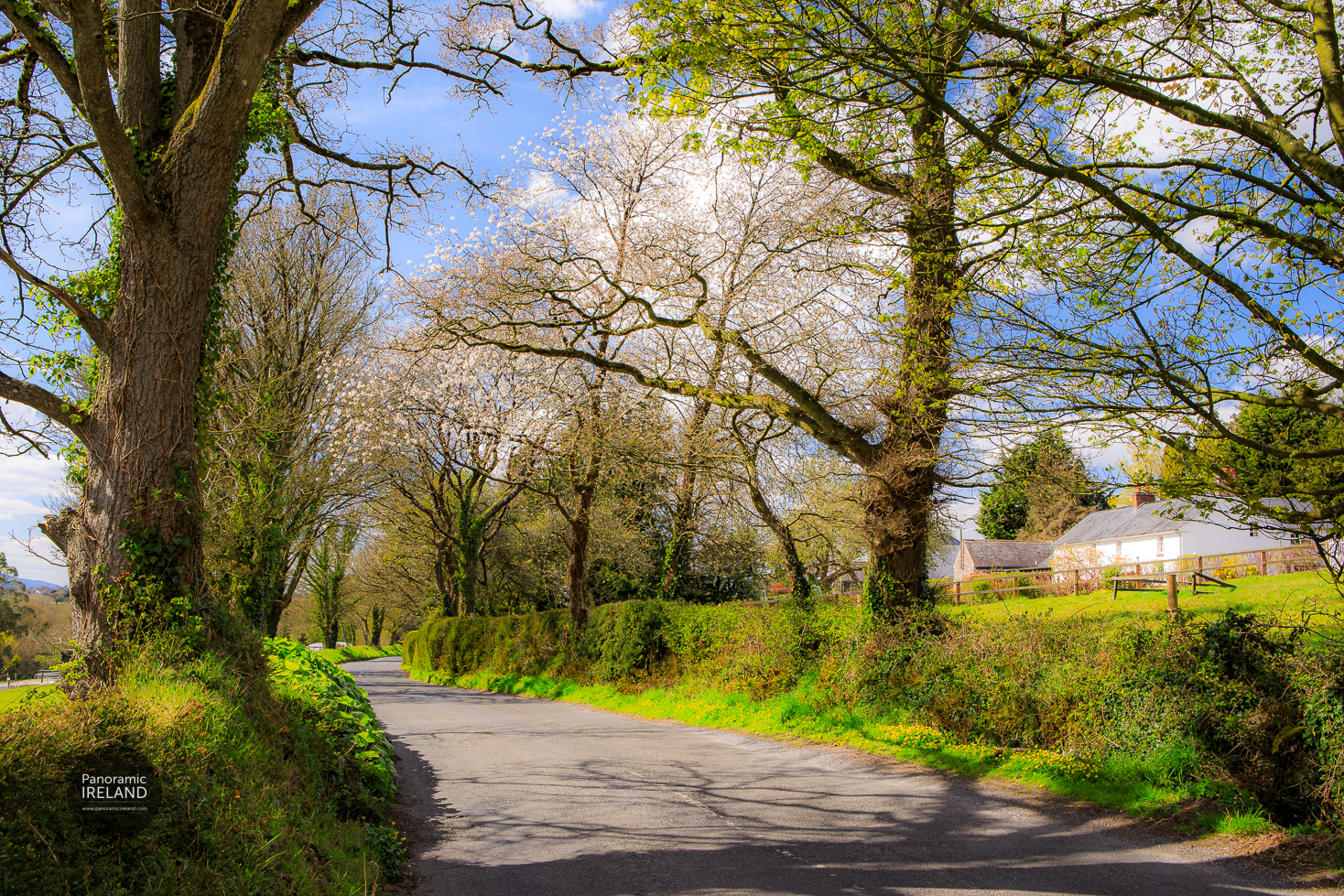 Driving on Scenic Small Country Roads in Ireland, Spring Colour Driving on Scenic Small Country Roads in Ireland, Spring Colour