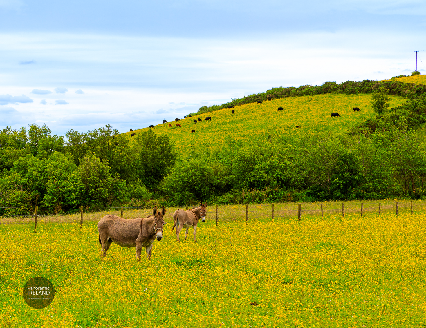 Two Donkeys in a Summer Field, Ireland Two Donkeys in a Summer Field, Ireland