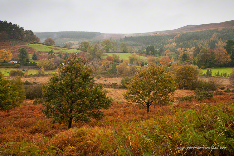 Red tones from an autumnal Irish landscape